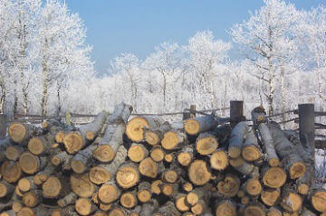 Bois de chauffage entreposé